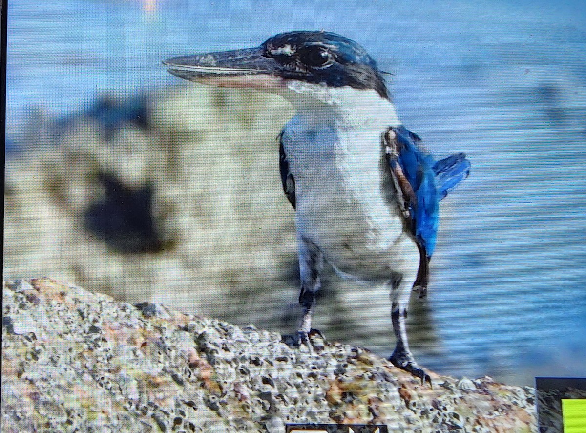 白領翡翠 - ML646287721