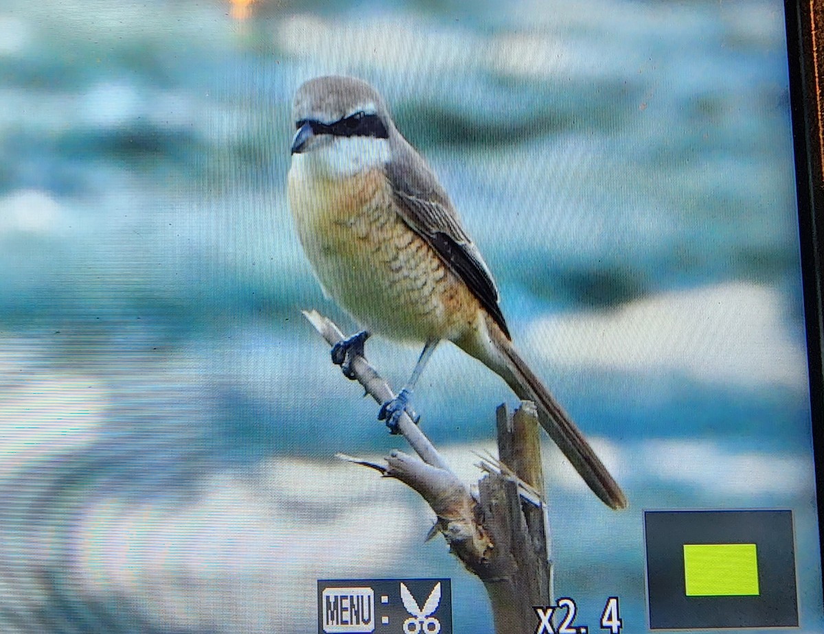 紅尾伯勞 - ML646287722