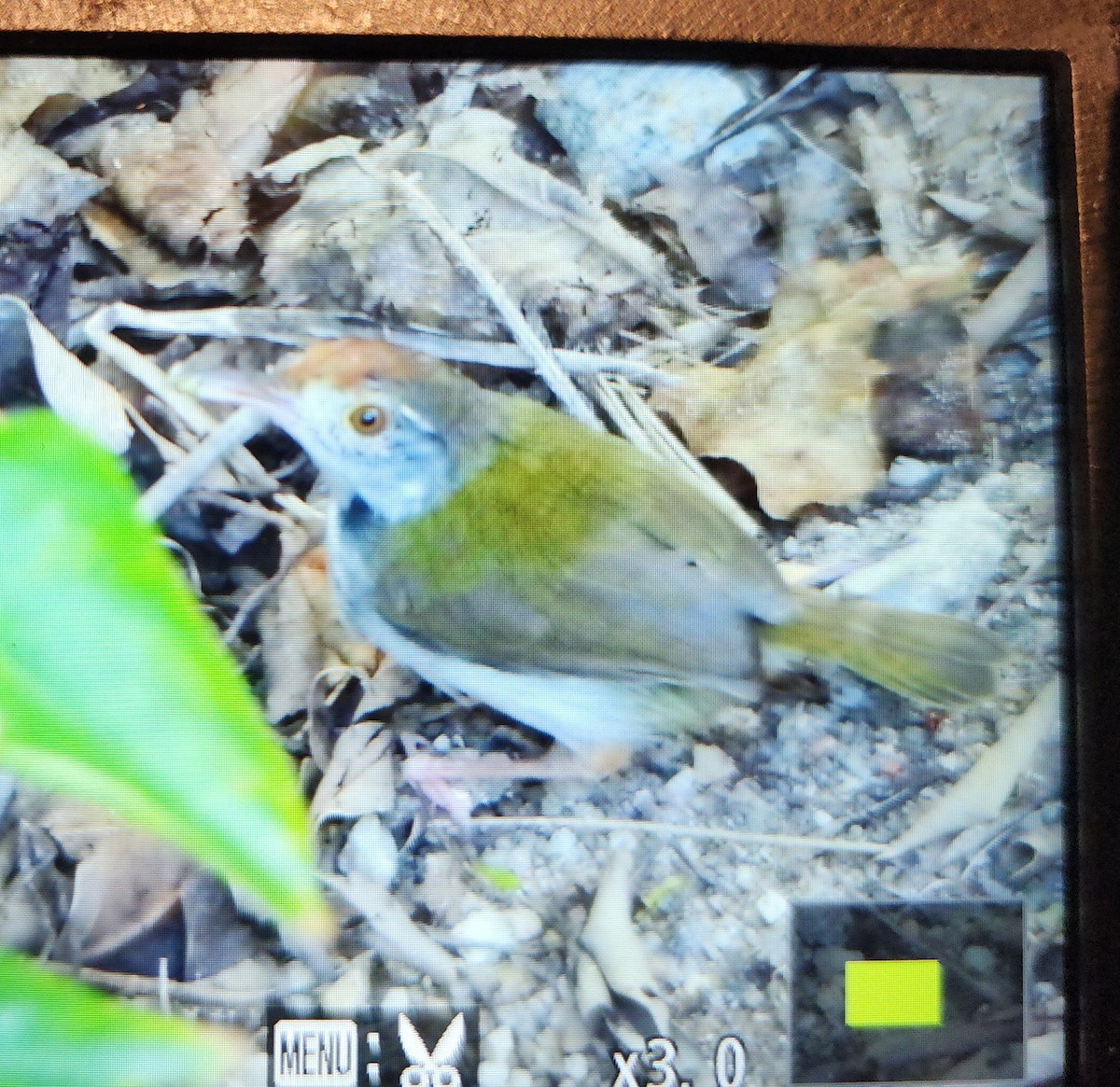 長尾縫葉鶯 - ML646287723