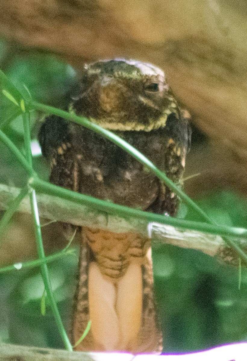 Chuck-will's-widow - ML646287730