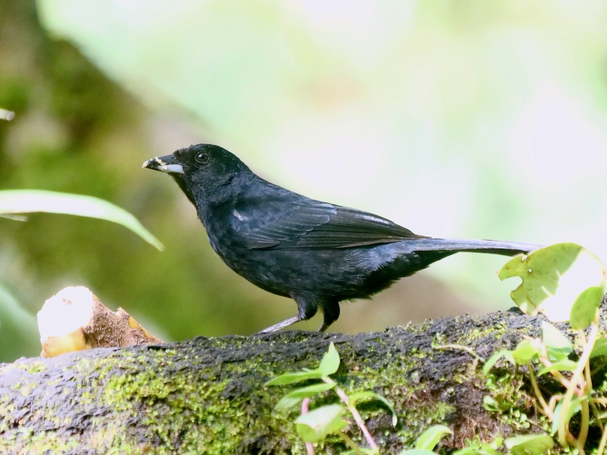 White-lined Tanager - ML646287731