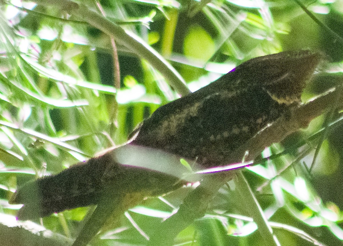 Chuck-will's-widow - ML646287733