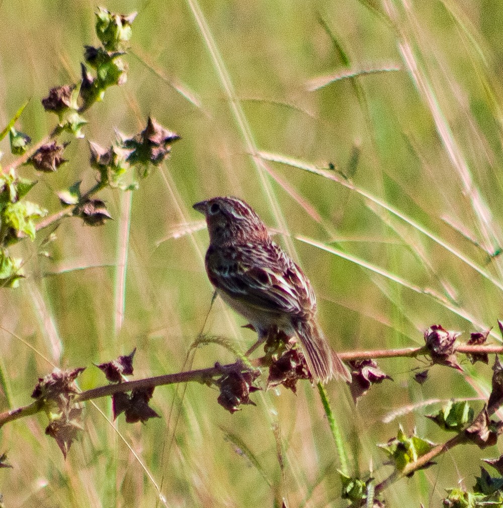 Grasshopper Sparrow - ML646287737