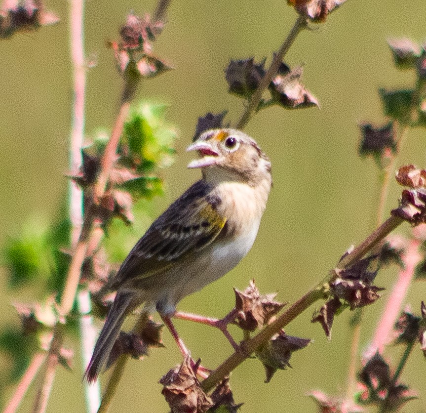 Grasshopper Sparrow - ML646287740