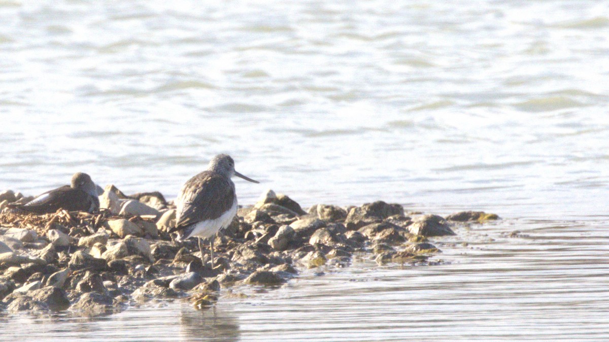 Үхэр хөгчүү - ML646287743