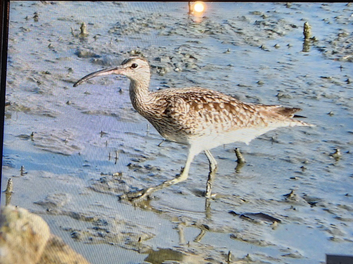 中杓鷸 - ML646287744