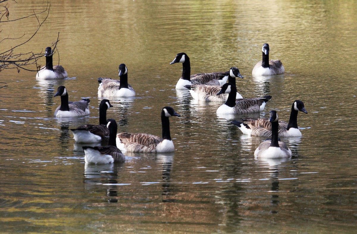 Canada Goose - ML646287747