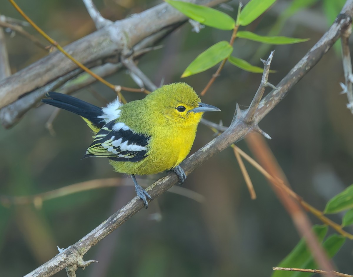 Common Iora - ML646287753