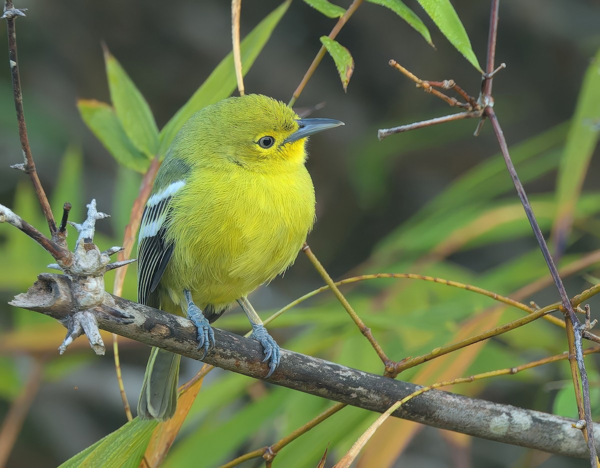 Common Iora - ML646287755