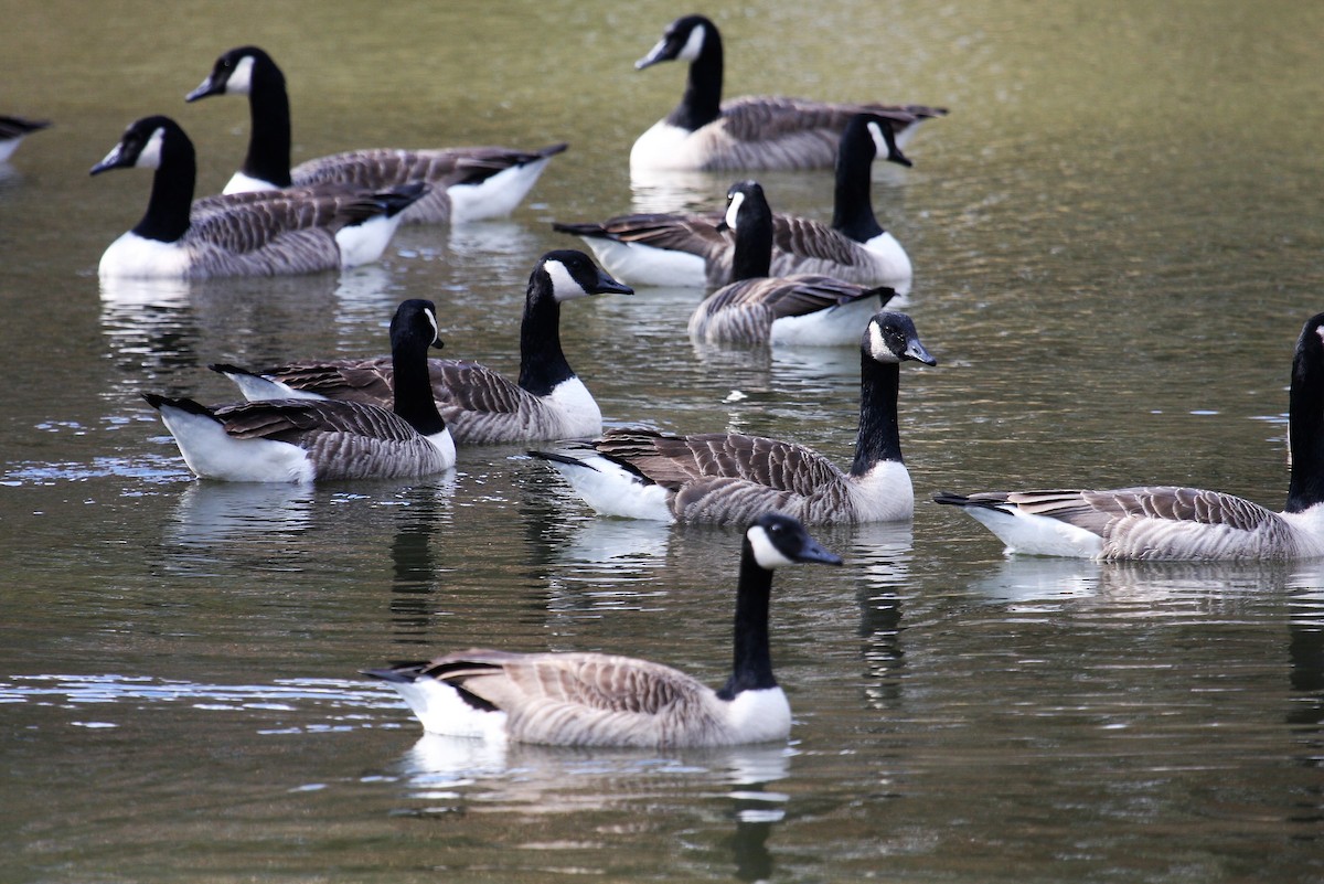 Canada Goose - ML646287763
