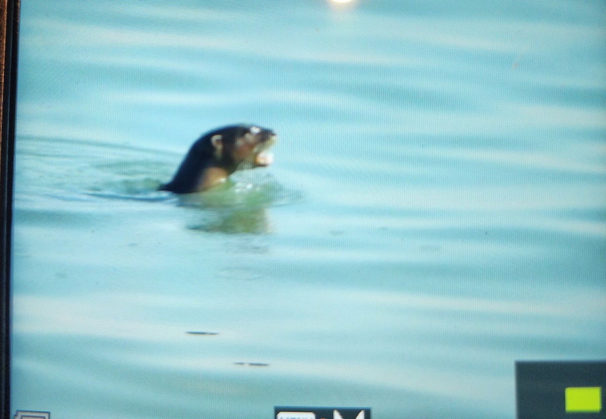 動物界 - ML646287765