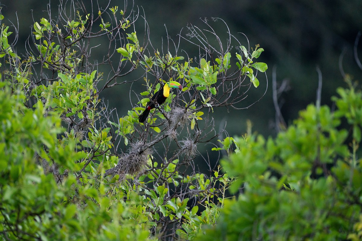 Радужный тукан - ML646287771