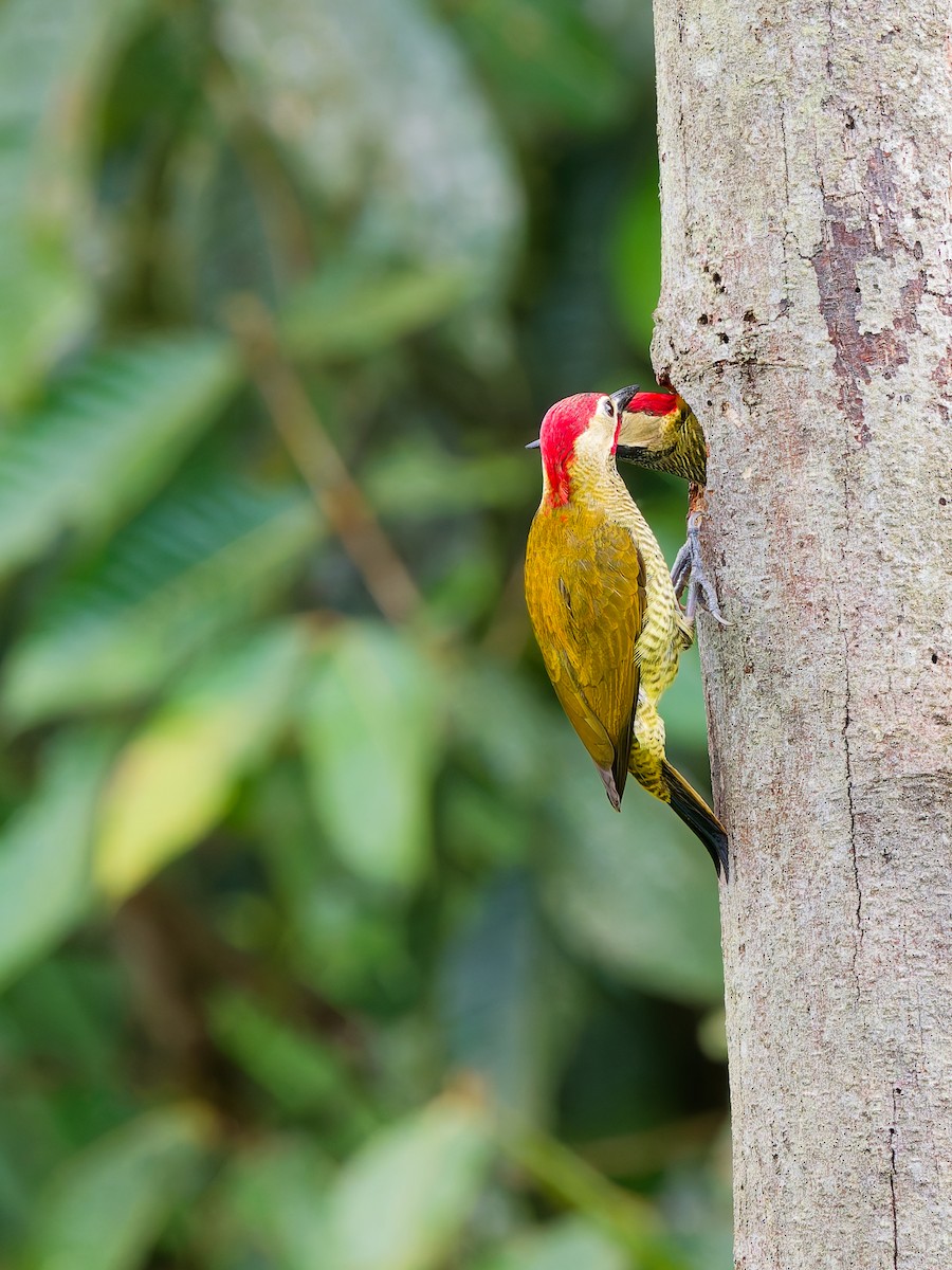 Golden-olive Woodpecker - ML646287773