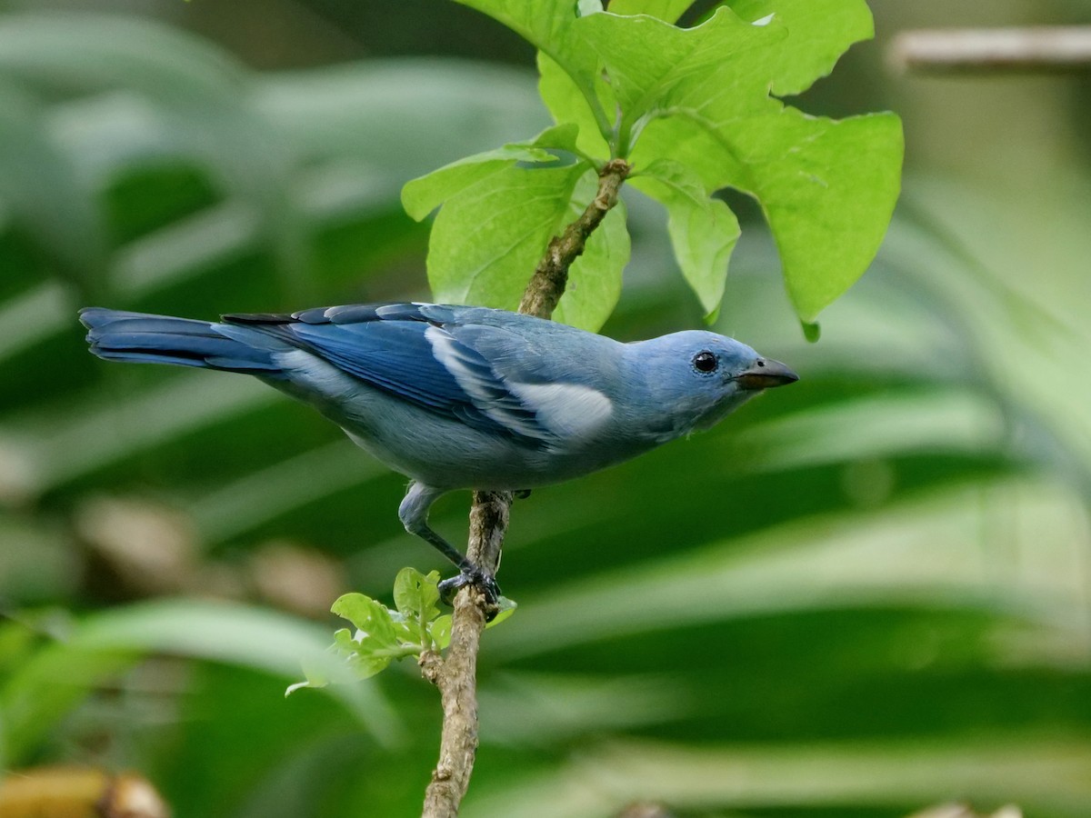 Blue-gray Tanager - ML646287775