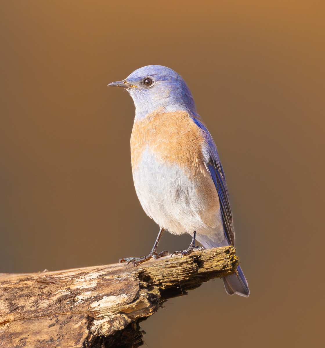 Western Bluebird - ML646287776