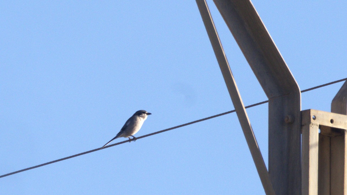 Iberian Gray Shrike - ML646287778