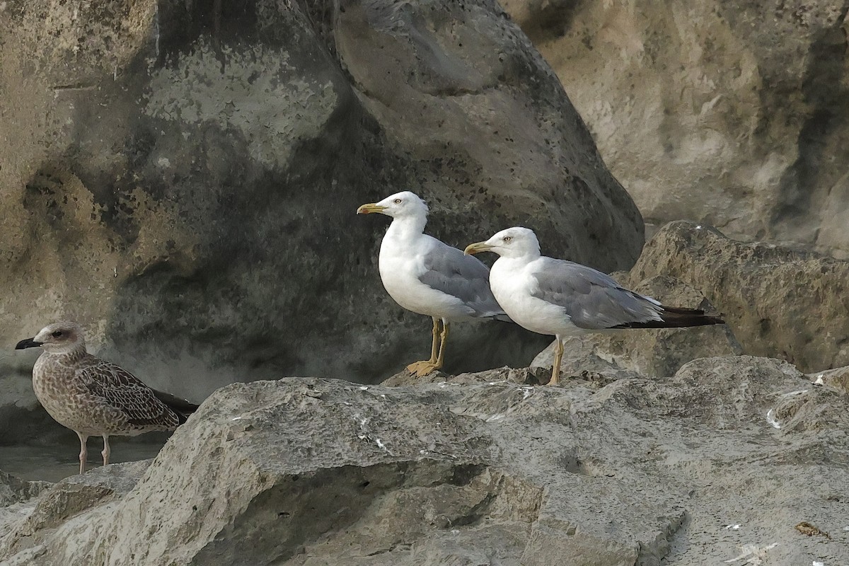 Larus sp. - ML646287780