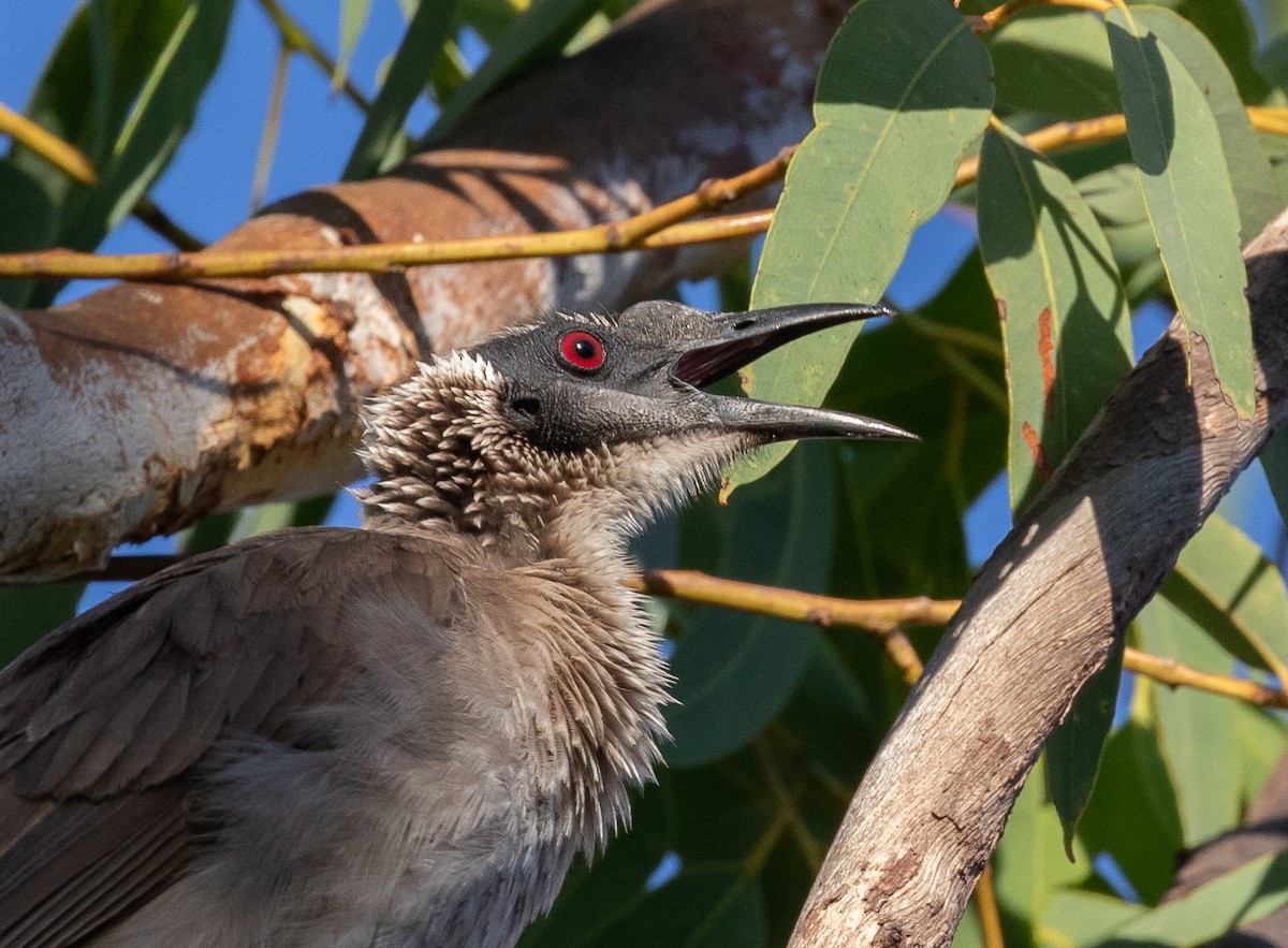 コブハゲミツスイ - ML646287791