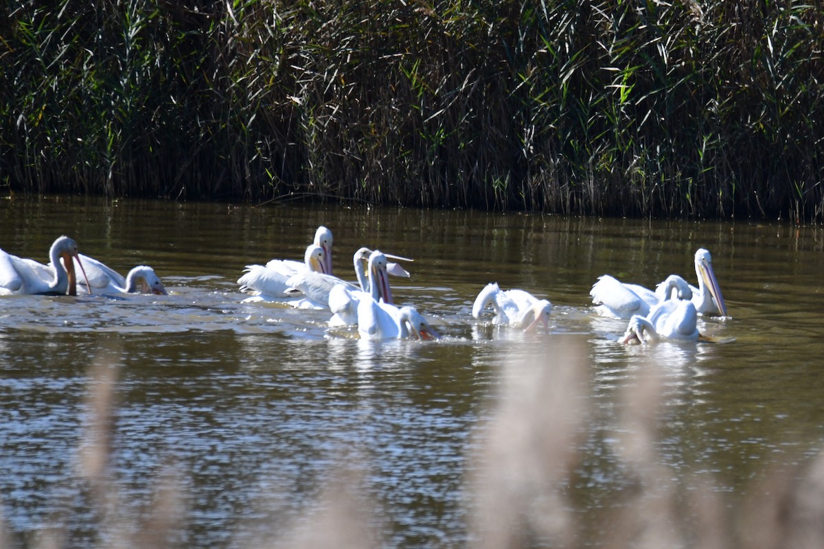 American White Pelican - ML646287797