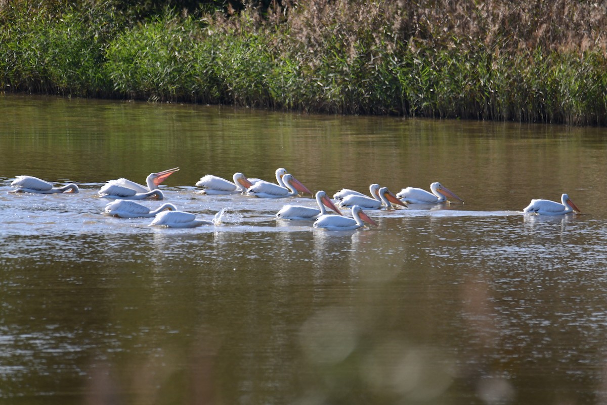 American White Pelican - ML646287798