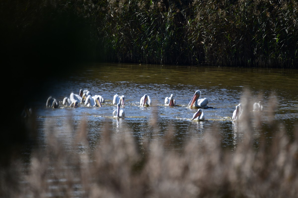 American White Pelican - ML646287799