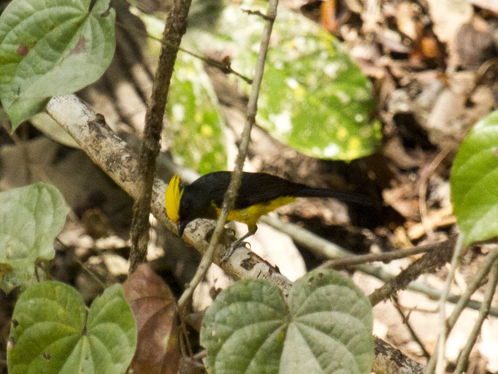 Sultan Tit - ML646287802