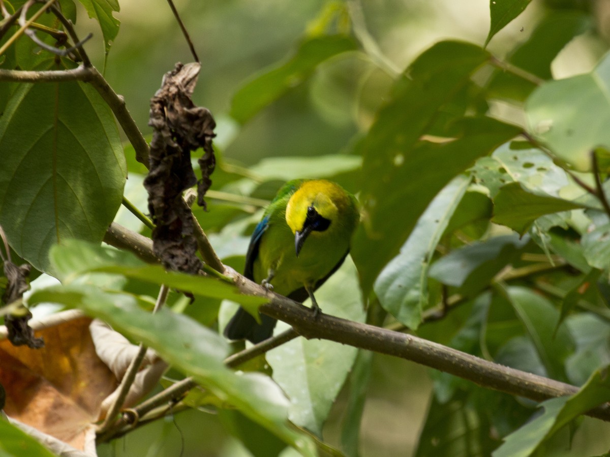 Blue-winged Leafbird - ML646287806