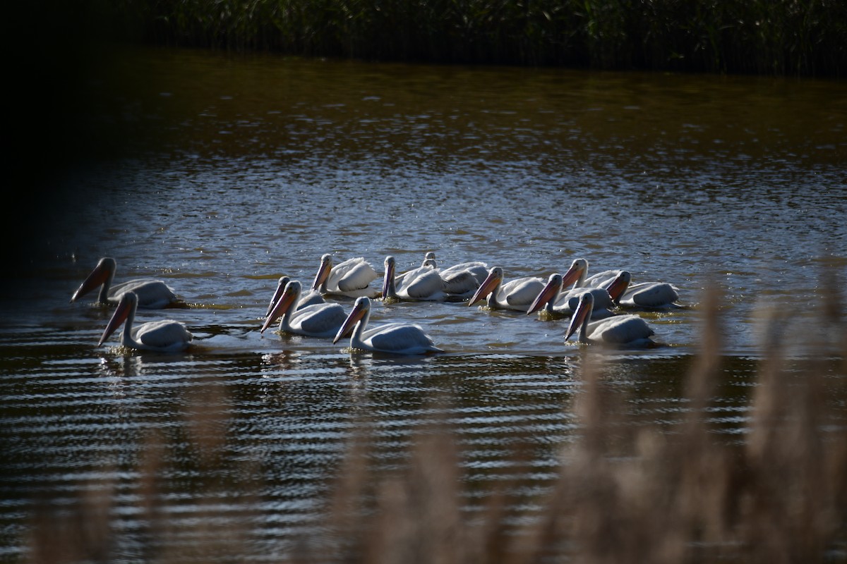 American White Pelican - ML646287807