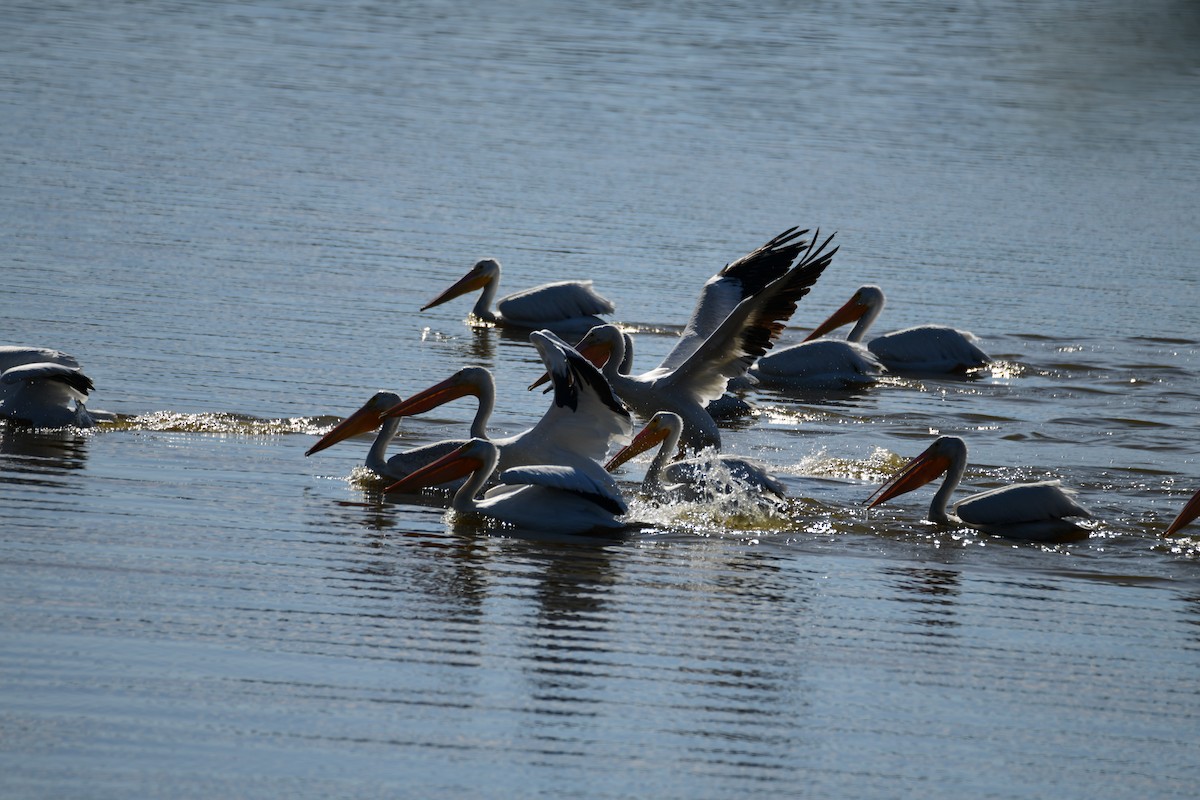 American White Pelican - ML646287808