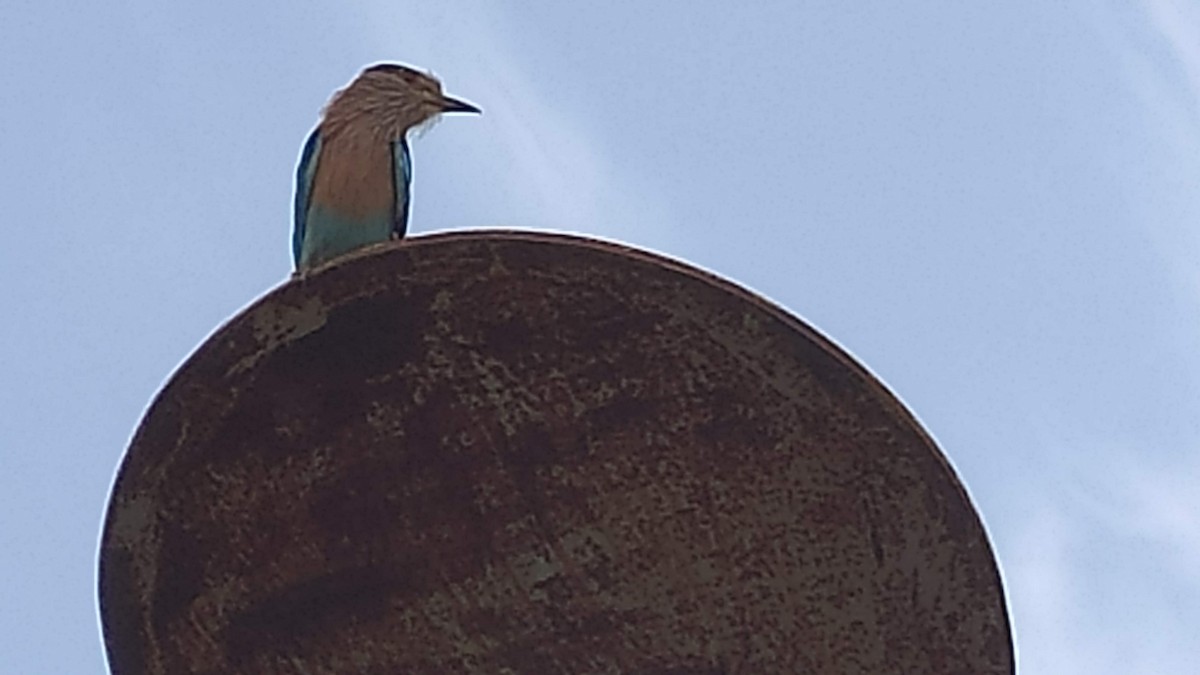 Indian Roller - ML646287809