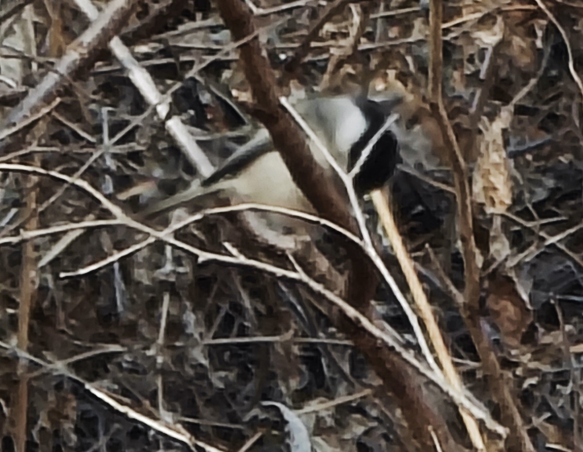 Marsh Tit - ML646287810