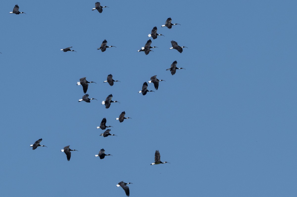 Straw-necked Ibis - ML646287811