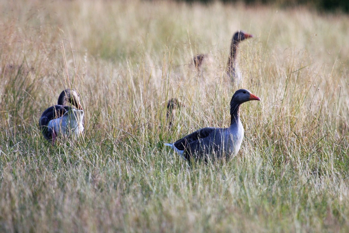 Graylag Goose - ML646287812