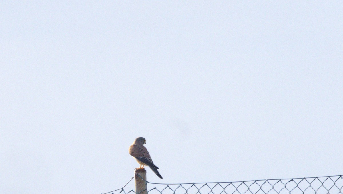 Eurasian Kestrel - ML646287813