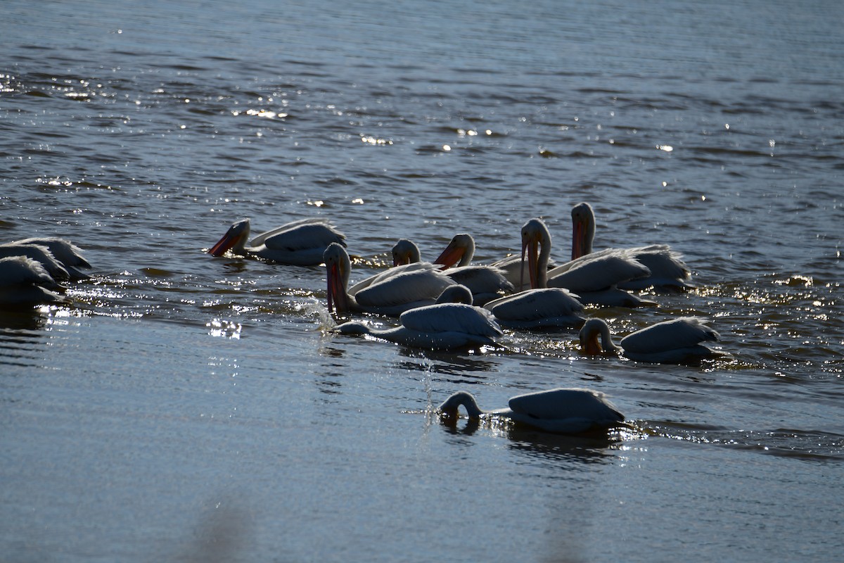 American White Pelican - ML646287814
