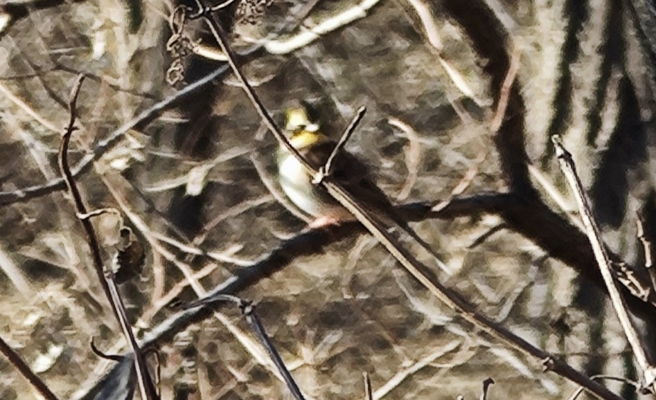 Yellow-throated Bunting - ML646287815