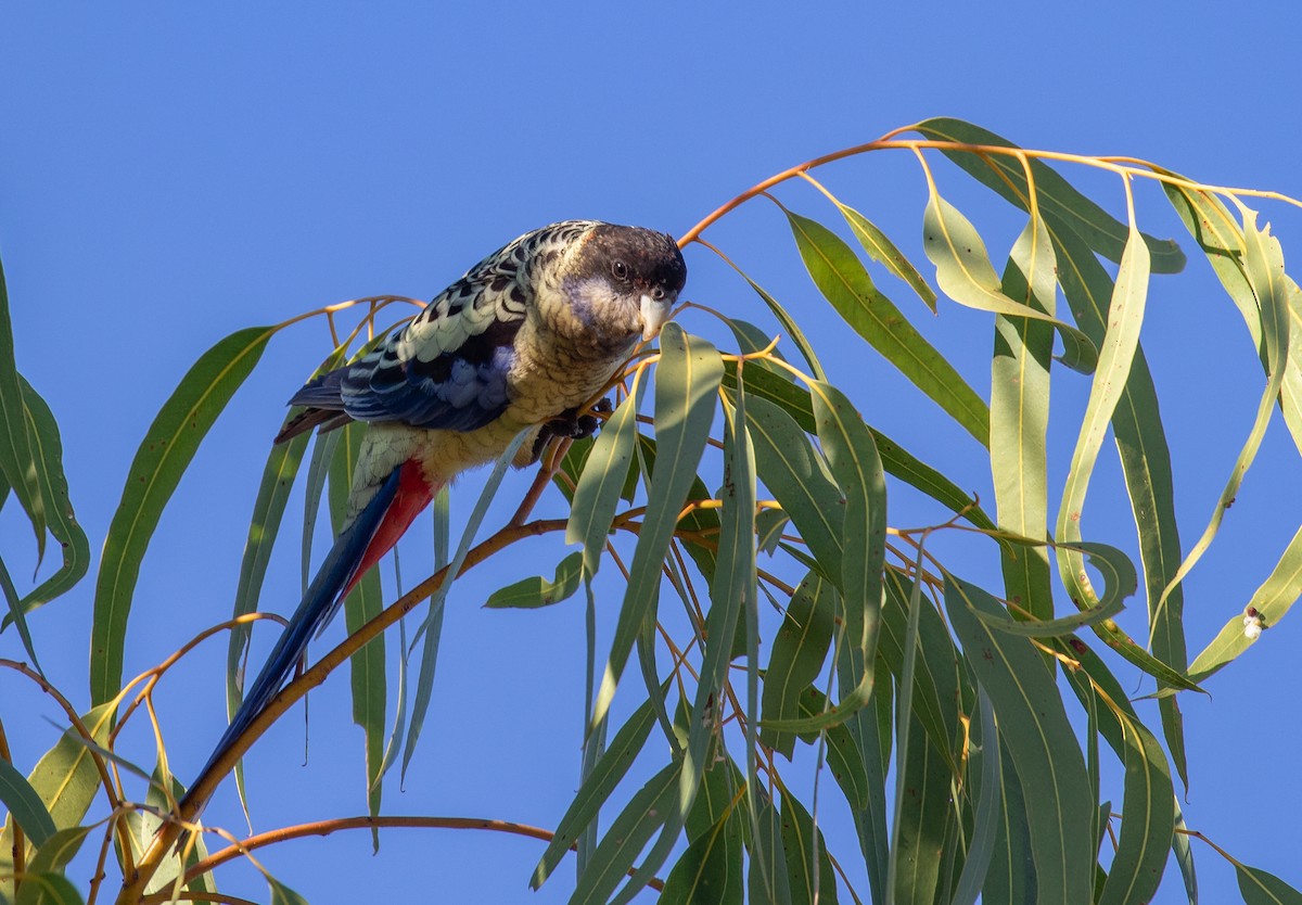 Northern Rosella - ML646287816