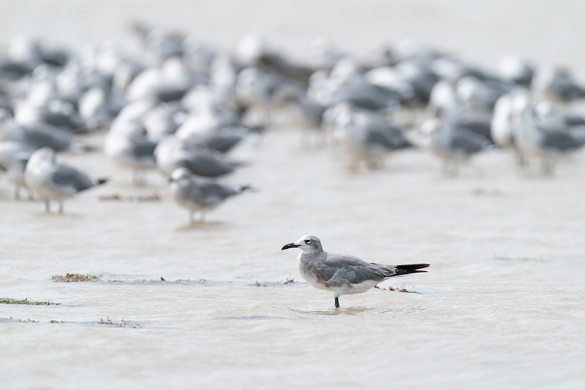 Laughing Gull - ML646287817