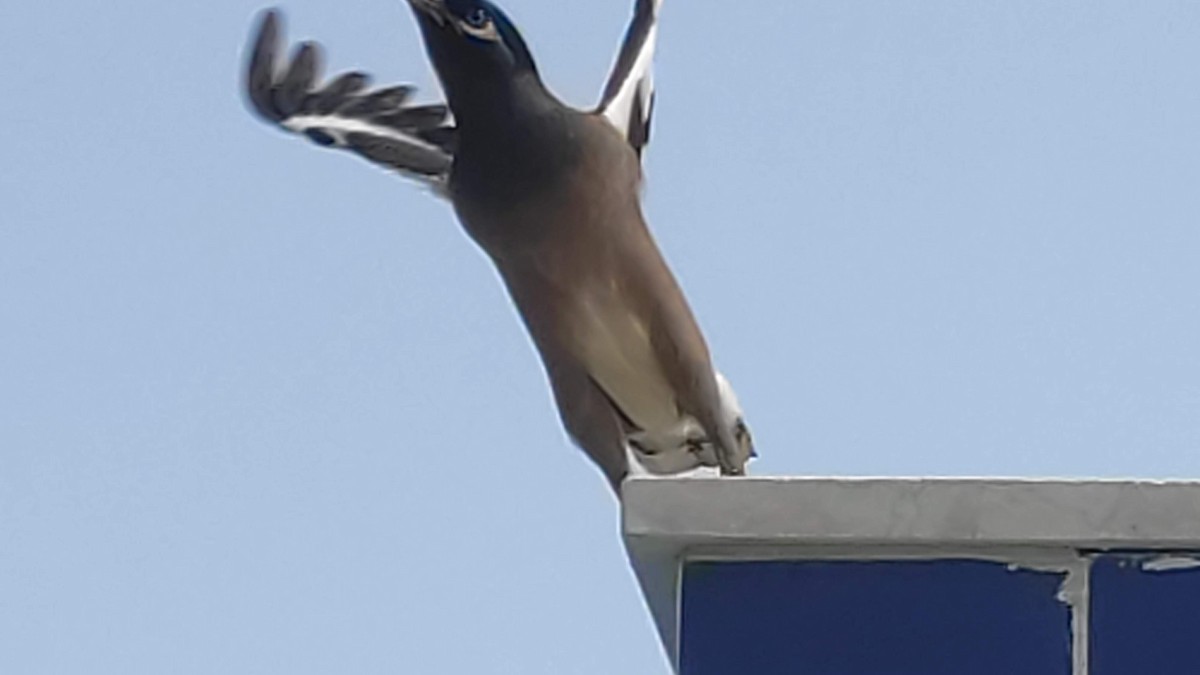 Common Myna - ML646287818