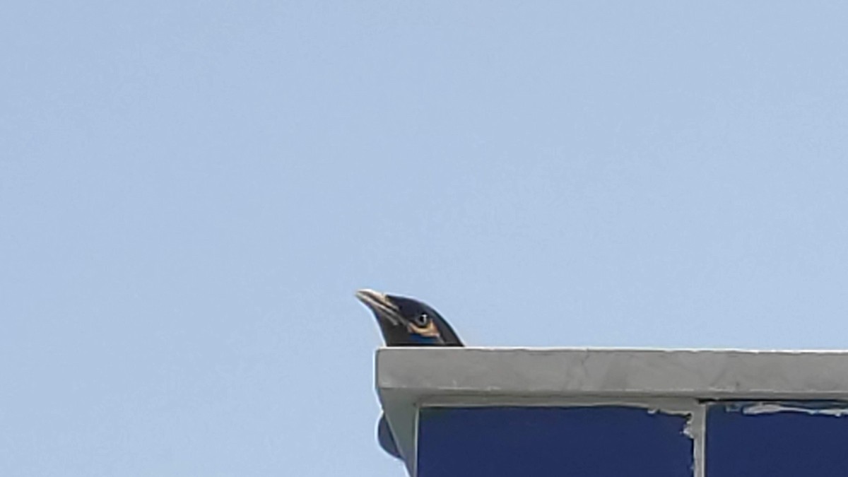 Common Myna - ML646287819