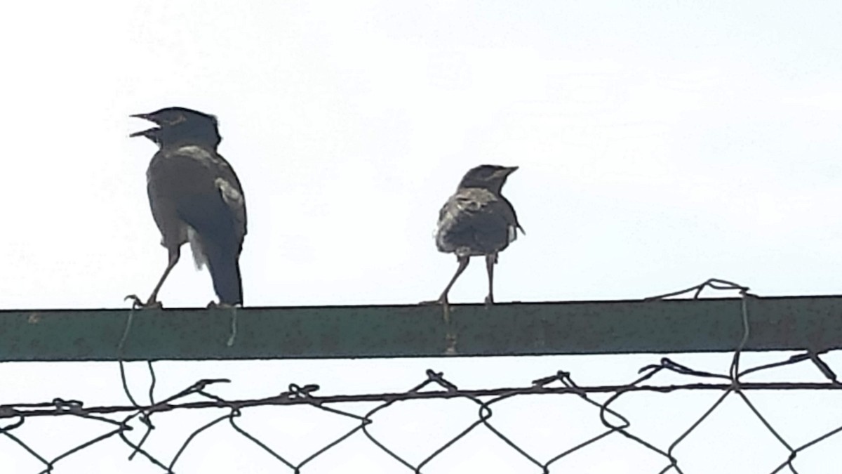 Common Myna - ML646287820