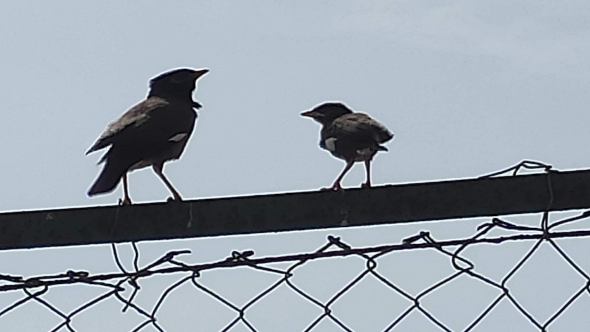 Common Myna - ML646287821