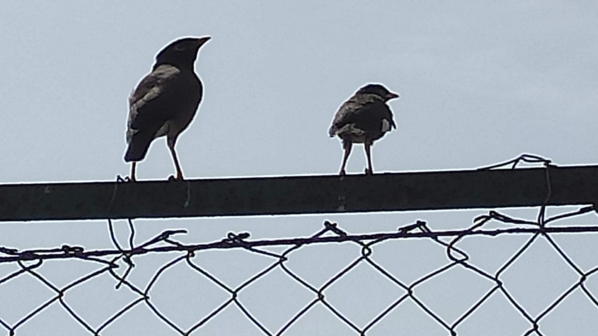 Common Myna - ML646287822