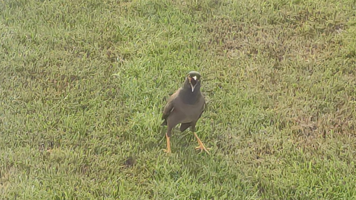 Common Myna - ML646287823