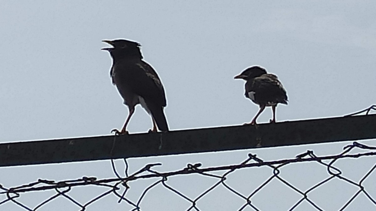 Common Myna - ML646287824