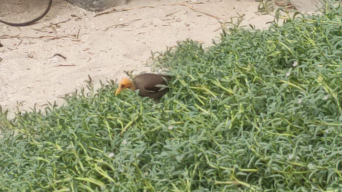 Common Myna - ML646287825