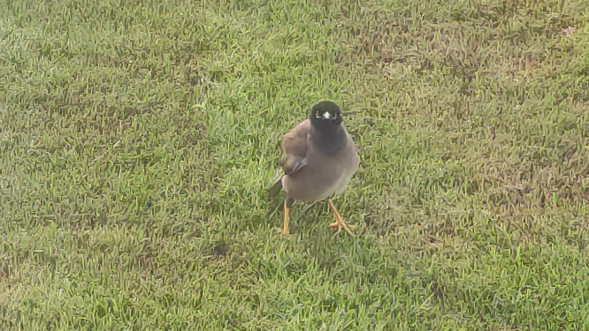 Common Myna - ML646287826