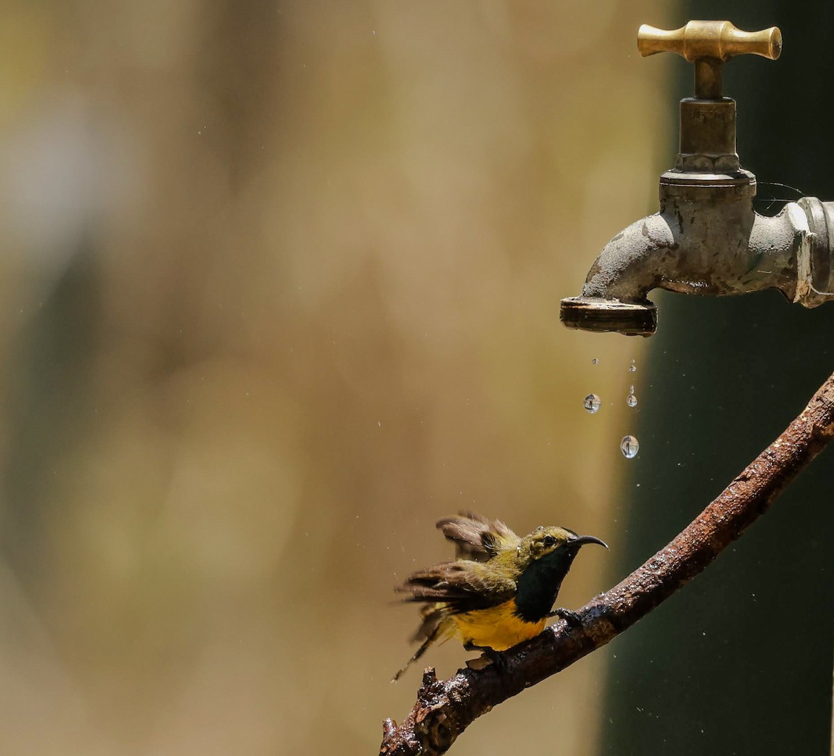 Sahul Sunbird - ML646287827