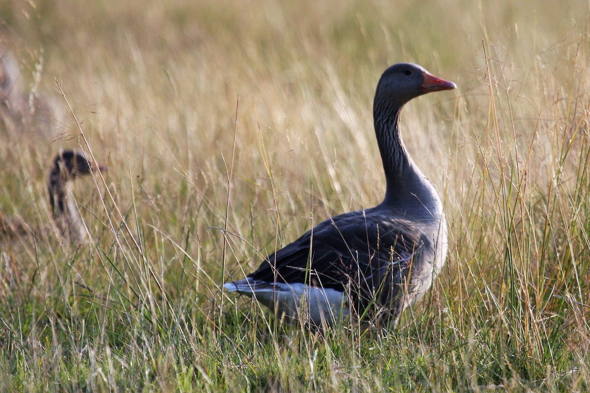 Graylag Goose - ML646287828