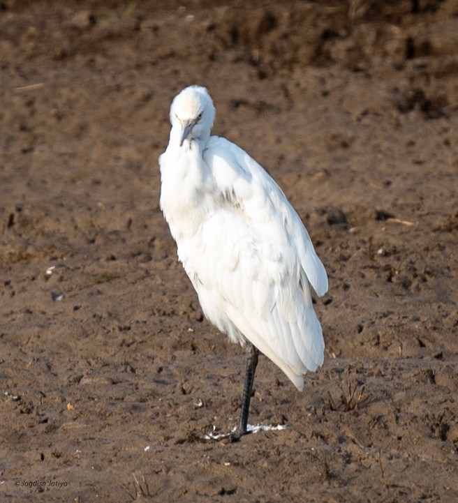 Eastern Cattle-Egret - ML646287829